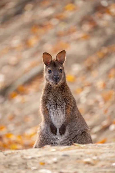 Eine Vertikale Aufnahme Eines Kleinen Wallabys Herbstlichen Wald — Stockfoto