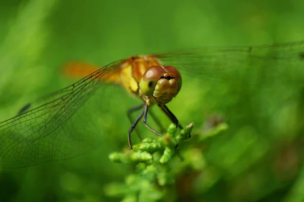 Eine Großaufnahme Einer Libelle Auf Verschwommenem Grünem Hintergrund — Stockfoto