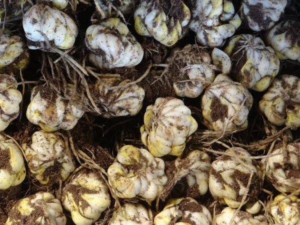 Top View Garlic Heads Roots Dirt Gathered One Place — Stock Photo, Image