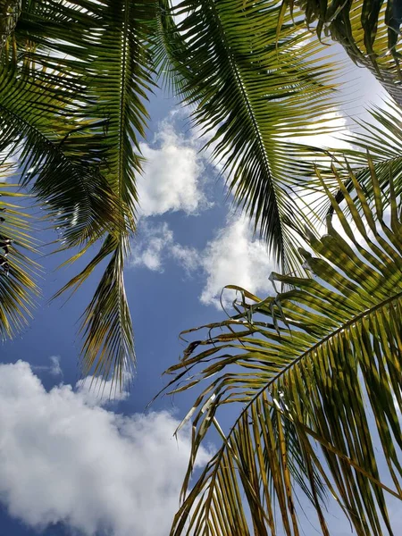 Ветви Пальмы Фоне Неба Облаков — стоковое фото