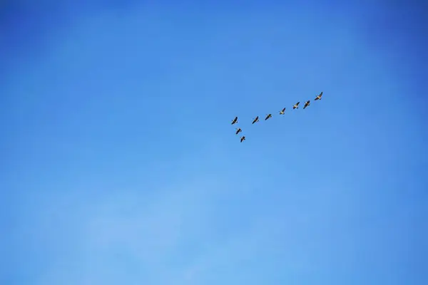 Niskokątne Ujęcie Stada Ptaków Lecących Pod Błękitnym Niebem — Zdjęcie stockowe