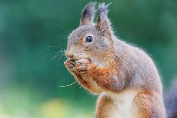 stock image A closeup shot of a red squirrel eating nuts.