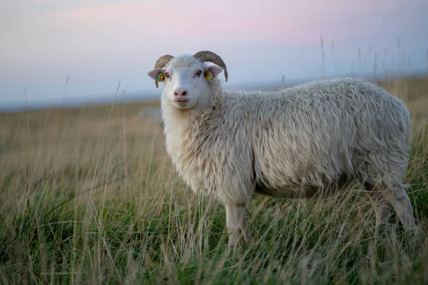 Chlupaté Ovce Skudde Ovis Aries Zakřivenými Rohy Stojící Poli Trávě — Stock fotografie