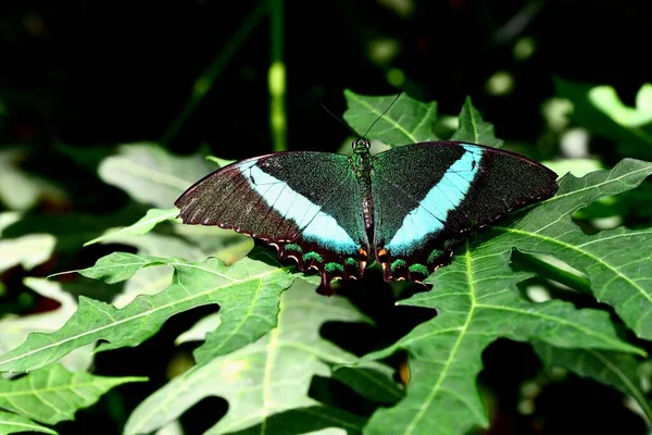 Gros Plan Majestueux Papillon Bandes Bleues Papilio Nireus Aux Ailes — Photo