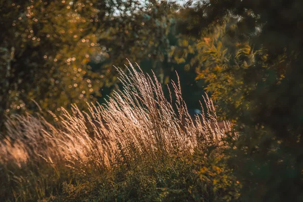 Прекрасный Вид Пшеничное Поле — стоковое фото