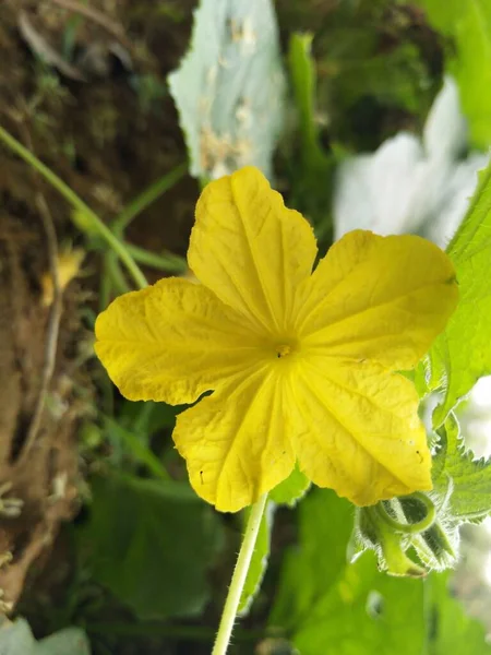 Organik Tarım Çiçeği Çiftlikte Kavun Meyvesi Yetişiyor Kavun Çiçeği — Stok fotoğraf