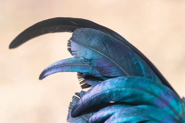 Primer Plano Plumas Pájaro Azul Brillante Aisladas Sobre Fondo Rosa — Foto de Stock