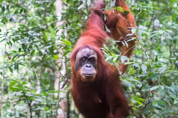 Hayvanat Bahçesindeki Ağaçtan Sarkan Sevimli Bir Orangutanın Yakın Çekimi — Stok fotoğraf