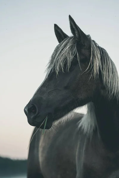 马的一种垂直的灰度 在孤立的背景下向外看 — 图库照片
