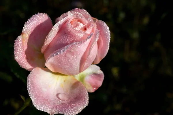ภาพระยะใกล ของดอกก หลาบส ชมพ อนท ปกคล วยน าหยด — ภาพถ่ายสต็อก