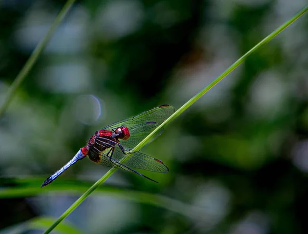 一只五彩斑斓的蜻蜓坐在绿草上 面对着与世隔绝的背景 这是一张巨幅的照片 — 图库照片
