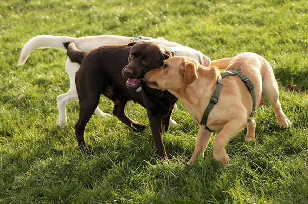 草の上で遊んでいる3匹のかわいいラブラドール犬 — ストック写真