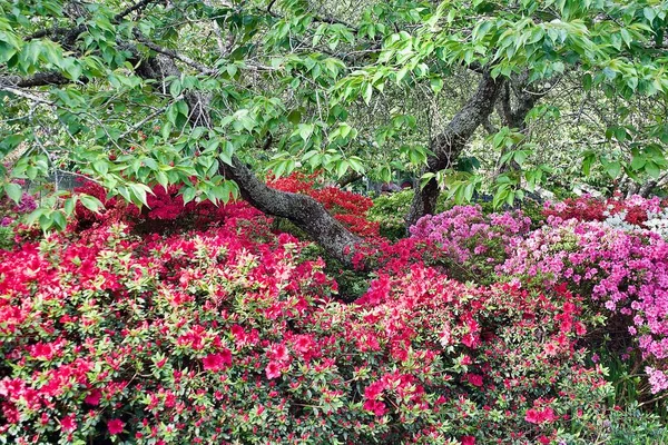 Baharda Parktaki Ağaçların Arasında Azaleas — Stok fotoğraf