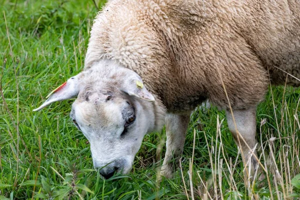 Detailní Záběr Ovce Texel Pasoucí Zeleném Travnatém Poli — Stock fotografie