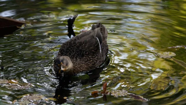 Eine Nahaufnahme Von Enten Die Einem Sonnigen Tag Einem Fluss — Stockfoto