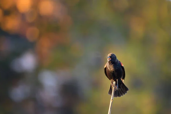 Czerwony Skrzydlaty Blackbird Siedzący Gałęzi — Zdjęcie stockowe