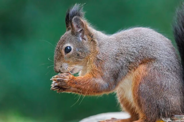 Closeup Shot Red Squirrel Eating Nuts — Stock Photo, Image