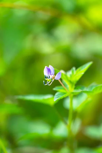 庭の野生の蘭の花の垂直閉鎖ショット — ストック写真