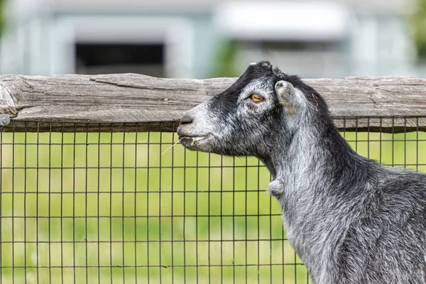 一只可爱的灰色山羊的特写镜头 它在模糊的背景下在栅栏边吃草 — 图库照片