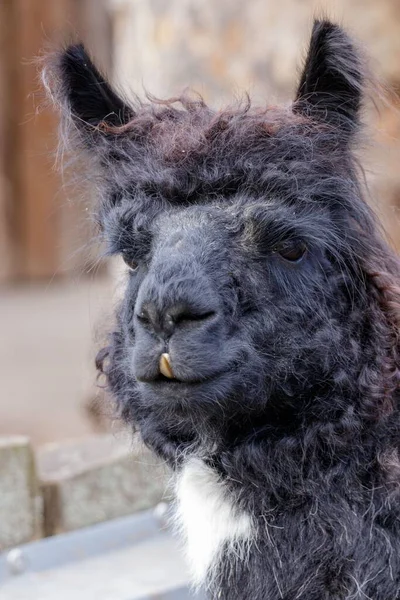 Hårig Svart Lama Zoo — Stockfoto