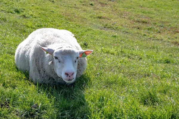 Zbliżenie Texel Owca Leżąca Zielonym Trawiastym Polu — Zdjęcie stockowe