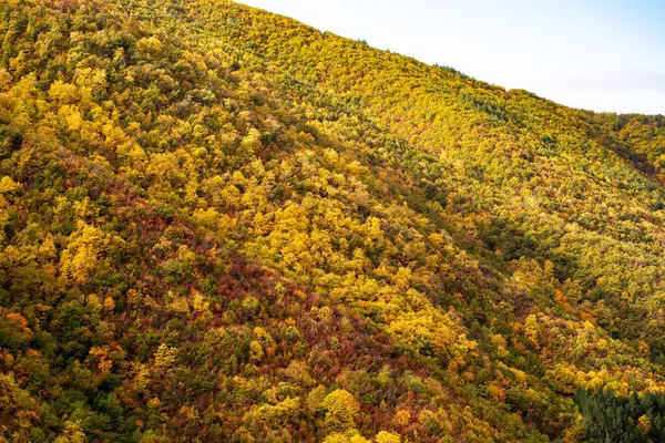 Een Prachtig Uitzicht Kleurrijke Herfstbomen Een Bos — Stockfoto