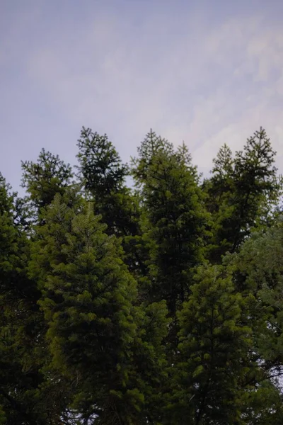 Красивый Ландшафт Зеленых Деревьев Лесу — стоковое фото