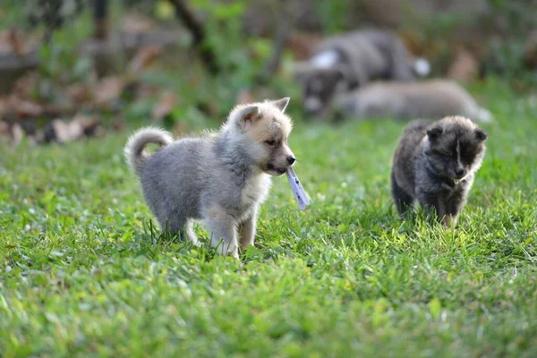 Selective Adorable Japanese Akita Puppies Green Grass — Stock Photo, Image