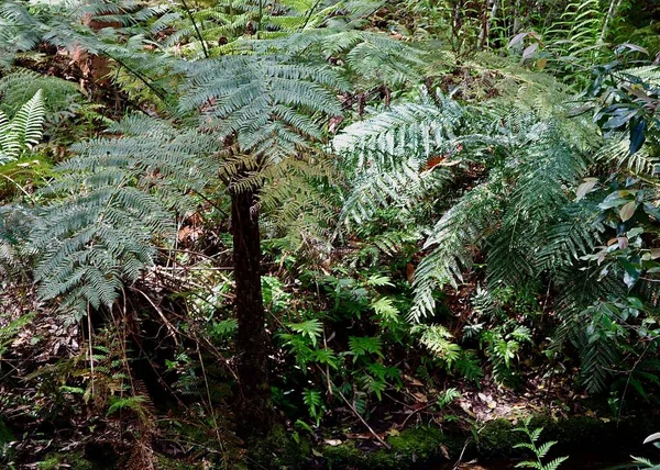 Pemandangan Vegetasi Blue Mountains National Park Australi — Stok Foto