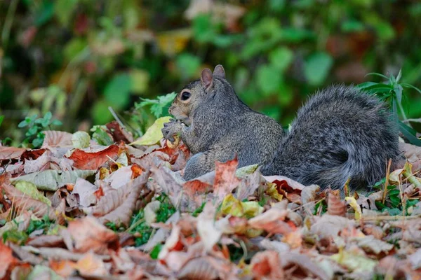Eine Nahaufnahme Eines Eichhörnchens Auf Knusprigen Herbstblättern Freien — Stockfoto