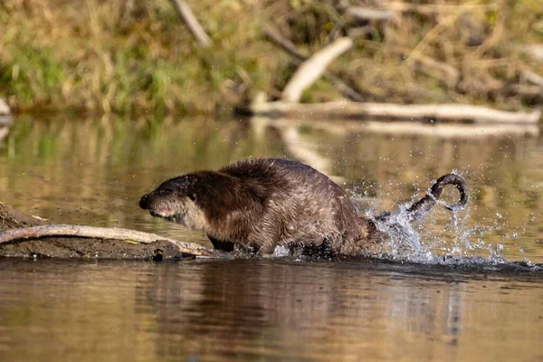 Close Uma Lontra Eurasiana Água — Fotografia de Stock