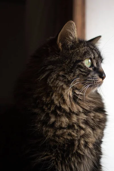 Вертикальный Снимок Милой Пушистой Кошки Зелеными Глазами Смотрящей Окна Размытом — стоковое фото