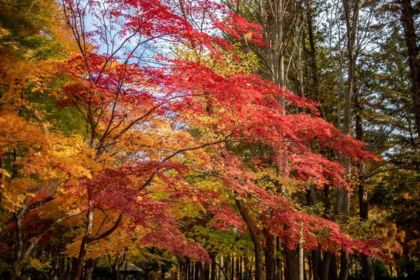 가을철에 노란색 빨간색 나무의 — 스톡 사진