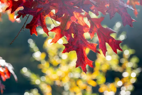 Крупный План Красных Листьев Дереве Осень Осень — стоковое фото