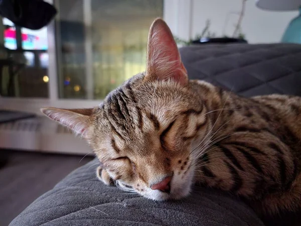 ソファの上で寝ているベンガル猫のクローズアップ — ストック写真