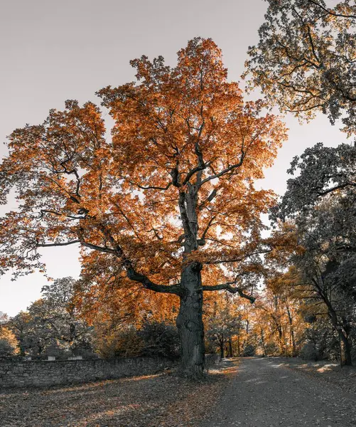 木々の上の美しい紅葉 — ストック写真