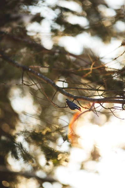 Tiro Vertical Pássaro Nuthatch Empoleirado Galhos Árvores Madeira Ontário Canadá — Fotografia de Stock