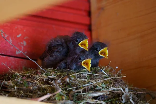 Zbliżenie Ujęcie Amsel Babys Ptaszki Gnieździe — Zdjęcie stockowe