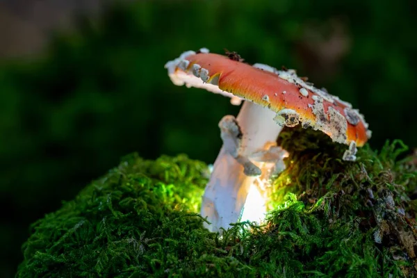 Metsässä Olevan Agarisen Sienen Lähikuva — kuvapankkivalokuva