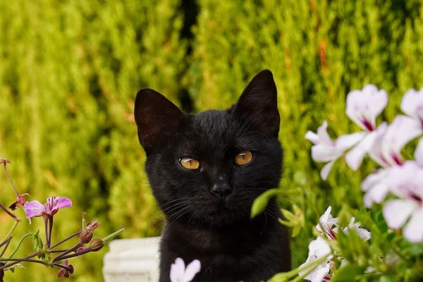 Detailní Záběr Roztomilé Černošky Kočka Stojící Květinami — Stock fotografie