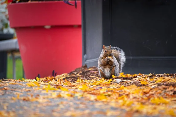 Cute Squirrel Park Blurred Background Sunny Autumn Day — Stock Photo, Image
