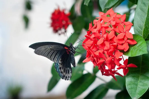 一只深灰色的鳞翅目蝴蝶坐在红色茉莉花上的特写镜头 — 图库照片