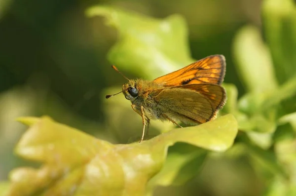 Naturalne Zbliżenie Europejski Duży Kapitan Motyl Ochlodes Sylvanus — Zdjęcie stockowe