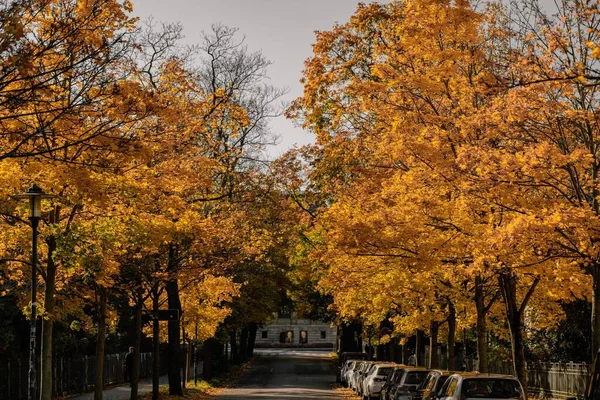 Widok Pięknych Żółtych Drzew Słoneczny Jesienny Dzień — Zdjęcie stockowe