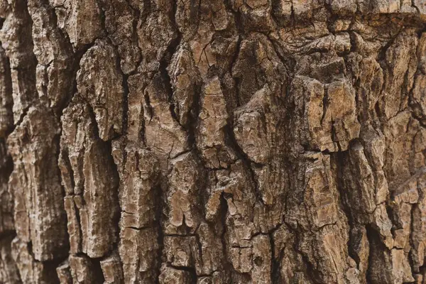 森の中の古い樹皮の質感パターンのクローズアップ Vintage Backage — ストック写真