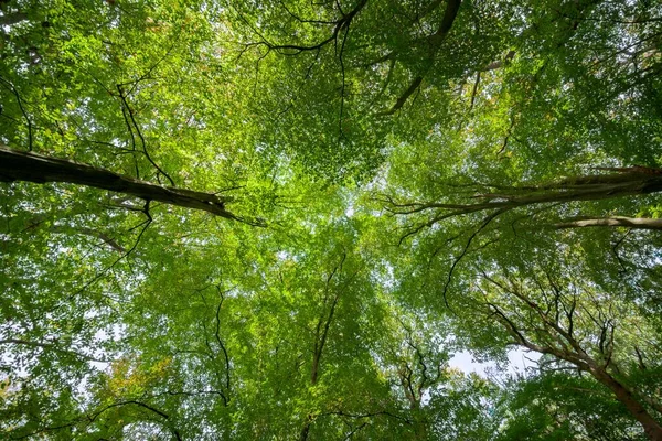 在英国夏天的林地里 从广角镜头直勾勾地望着天篷 — 图库照片