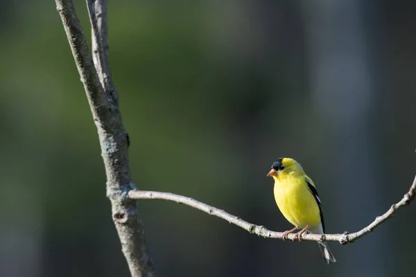 Closeup American Goldfinch Perched Tree Branch Sunny Day — Stock Photo, Image