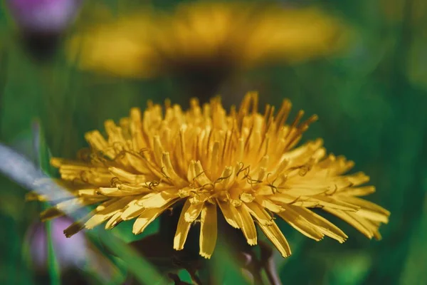 Uma Foto Macro Flor Amarela Jardim — Fotografia de Stock
