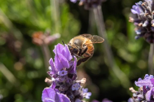 Egy Méhecske Közelsége Amint Nektárt Gyűjt Gyönyörű Levendulavirágokból Egy Napsütötte — Stock Fotó