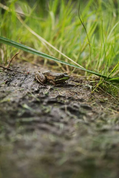 在模糊的背景上 一只小青蛙栖息在绿草环绕的泥泞的地面上 — 图库照片